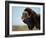 Musk Ox Bull on the North Slope of the Brooks Range, Alaska, USA-Steve Kazlowski-Framed Photographic Print