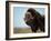 Musk Ox Bull on the North Slope of the Brooks Range, Alaska, USA-Steve Kazlowski-Framed Photographic Print