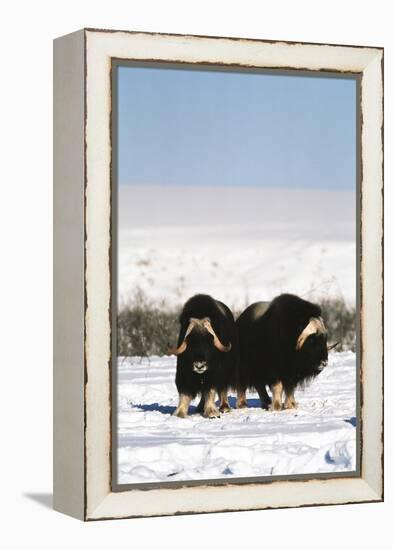 Musk Ox Bull Wildlife, Arctic National Wildlife Refuge, Alaska, USA-Hugh Rose-Framed Premier Image Canvas