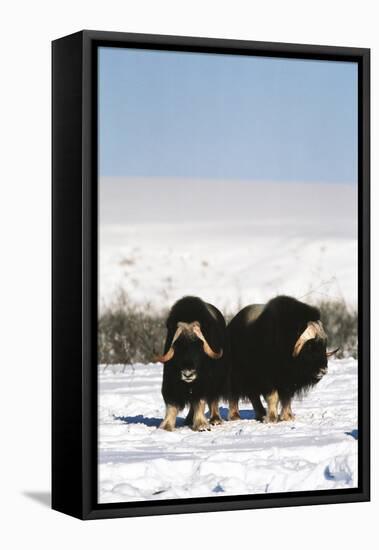 Musk Ox Bull Wildlife, Arctic National Wildlife Refuge, Alaska, USA-Hugh Rose-Framed Premier Image Canvas