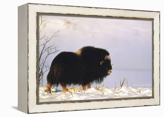 Musk Ox Bull Wildlife, Arctic National Wildlife Refuge, Alaska, USA-Hugh Rose-Framed Premier Image Canvas