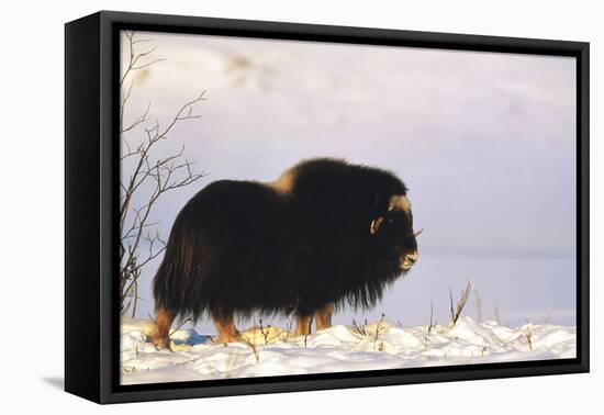 Musk Ox Bull Wildlife, Arctic National Wildlife Refuge, Alaska, USA-Hugh Rose-Framed Premier Image Canvas