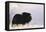Musk Ox Bull Wildlife, Arctic National Wildlife Refuge, Alaska, USA-Hugh Rose-Framed Premier Image Canvas