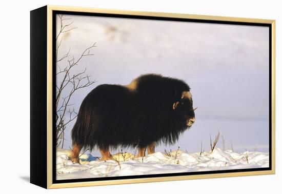 Musk Ox Bull Wildlife, Arctic National Wildlife Refuge, Alaska, USA-Hugh Rose-Framed Premier Image Canvas