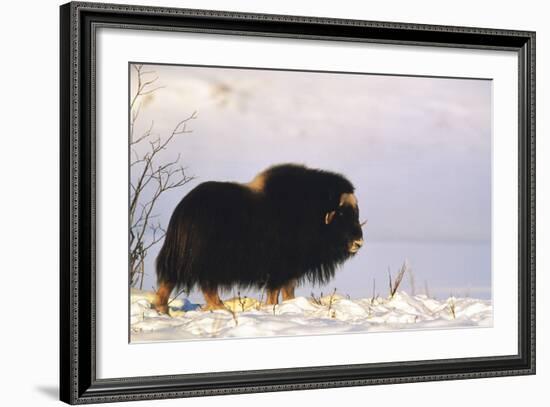 Musk Ox Bull Wildlife, Arctic National Wildlife Refuge, Alaska, USA-Hugh Rose-Framed Photographic Print