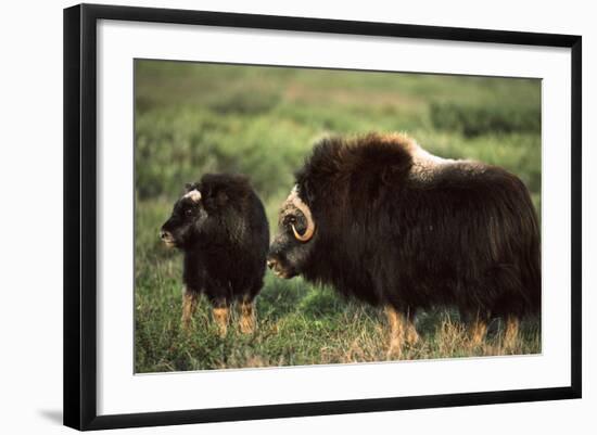 Musk Ox Bull Wildlife, Arctic National Wildlife Refuge, Alaska, USA-Hugh Rose-Framed Photographic Print