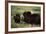 Musk Ox Bull Wildlife, Arctic National Wildlife Refuge, Alaska, USA-Hugh Rose-Framed Photographic Print