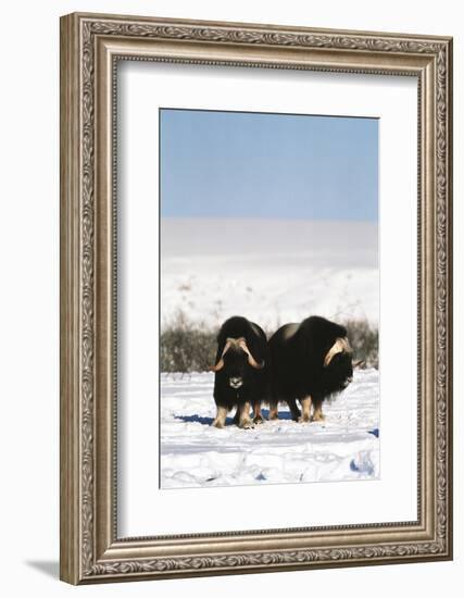 Musk Ox Bull Wildlife, Arctic National Wildlife Refuge, Alaska, USA-Hugh Rose-Framed Photographic Print