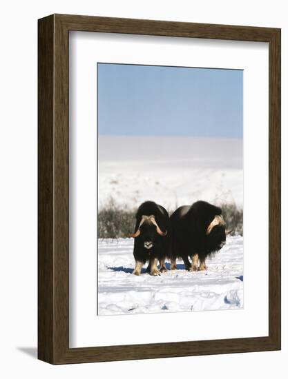 Musk Ox Bull Wildlife, Arctic National Wildlife Refuge, Alaska, USA-Hugh Rose-Framed Photographic Print