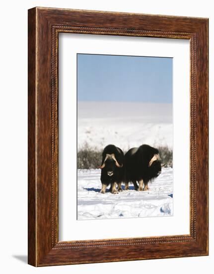 Musk Ox Bull Wildlife, Arctic National Wildlife Refuge, Alaska, USA-Hugh Rose-Framed Photographic Print