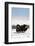 Musk Ox Bull Wildlife, Arctic National Wildlife Refuge, Alaska, USA-Hugh Rose-Framed Photographic Print