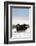 Musk Ox Bull Wildlife, Arctic National Wildlife Refuge, Alaska, USA-Hugh Rose-Framed Photographic Print