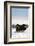 Musk Ox Bull Wildlife, Arctic National Wildlife Refuge, Alaska, USA-Hugh Rose-Framed Photographic Print