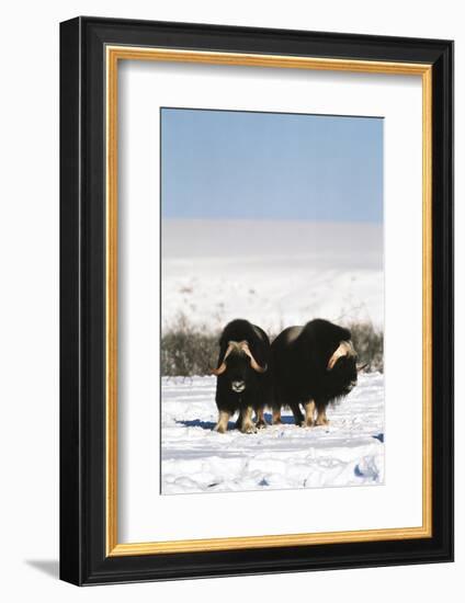 Musk Ox Bull Wildlife, Arctic National Wildlife Refuge, Alaska, USA-Hugh Rose-Framed Photographic Print