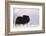 Musk Ox Bull Wildlife, Arctic National Wildlife Refuge, Alaska, USA-Hugh Rose-Framed Photographic Print