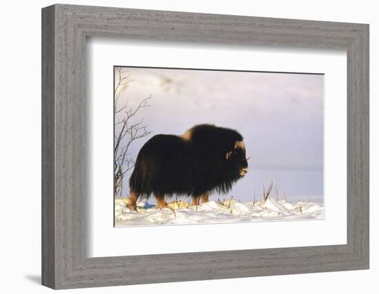 Musk Ox Bull Wildlife, Arctic National Wildlife Refuge, Alaska, USA-Hugh Rose-Framed Photographic Print