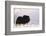 Musk Ox Bull Wildlife, Arctic National Wildlife Refuge, Alaska, USA-Hugh Rose-Framed Photographic Print