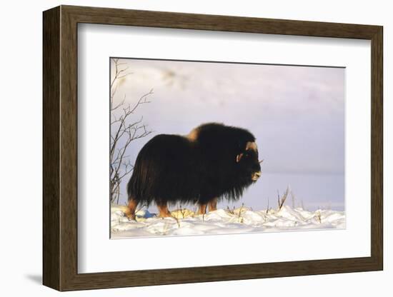 Musk Ox Bull Wildlife, Arctic National Wildlife Refuge, Alaska, USA-Hugh Rose-Framed Photographic Print