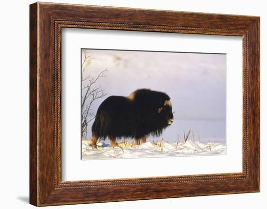 Musk Ox Bull Wildlife, Arctic National Wildlife Refuge, Alaska, USA-Hugh Rose-Framed Photographic Print