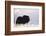 Musk Ox Bull Wildlife, Arctic National Wildlife Refuge, Alaska, USA-Hugh Rose-Framed Photographic Print