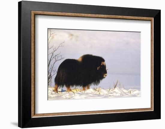 Musk Ox Bull Wildlife, Arctic National Wildlife Refuge, Alaska, USA-Hugh Rose-Framed Photographic Print