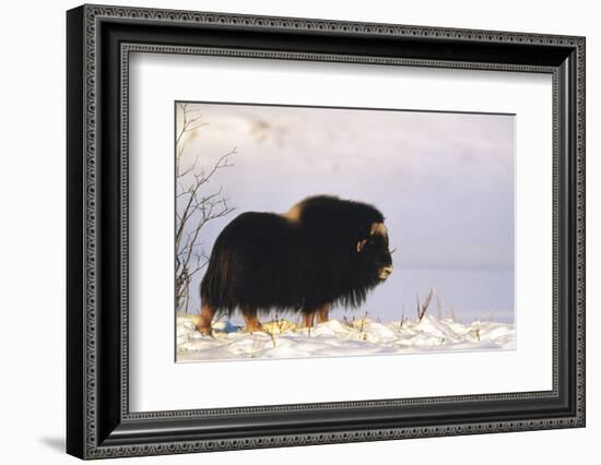 Musk Ox Bull Wildlife, Arctic National Wildlife Refuge, Alaska, USA-Hugh Rose-Framed Photographic Print