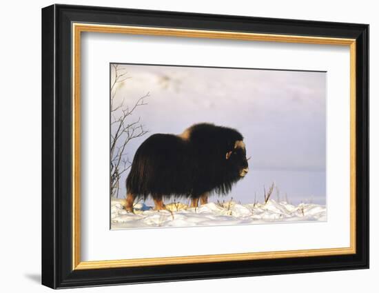 Musk Ox Bull Wildlife, Arctic National Wildlife Refuge, Alaska, USA-Hugh Rose-Framed Photographic Print