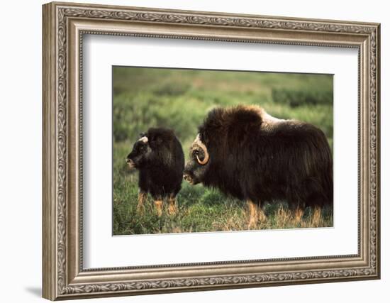 Musk Ox Bull Wildlife, Arctic National Wildlife Refuge, Alaska, USA-Hugh Rose-Framed Photographic Print