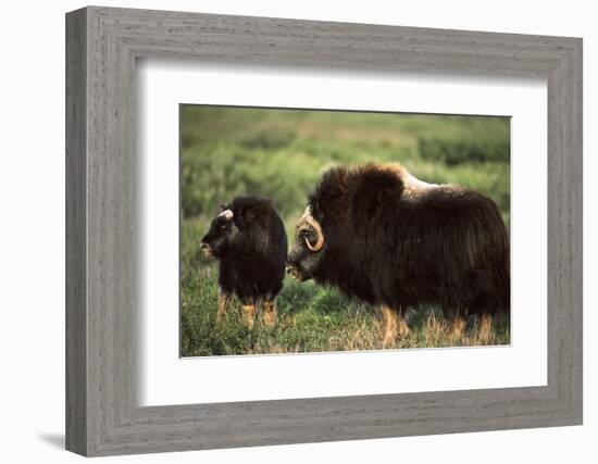 Musk Ox Bull Wildlife, Arctic National Wildlife Refuge, Alaska, USA-Hugh Rose-Framed Photographic Print