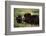 Musk Ox Bull Wildlife, Arctic National Wildlife Refuge, Alaska, USA-Hugh Rose-Framed Photographic Print