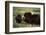 Musk Ox Bull Wildlife, Arctic National Wildlife Refuge, Alaska, USA-Hugh Rose-Framed Photographic Print