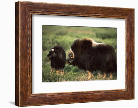 Musk Ox Bull Wildlife, Arctic National Wildlife Refuge, Alaska, USA-Hugh Rose-Framed Photographic Print