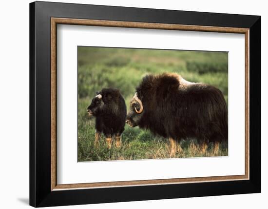 Musk Ox Bull Wildlife, Arctic National Wildlife Refuge, Alaska, USA-Hugh Rose-Framed Photographic Print