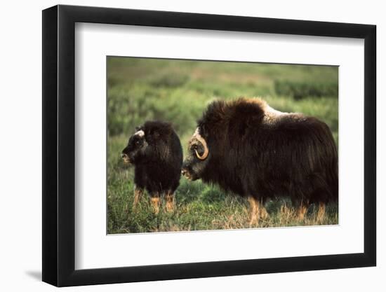 Musk Ox Bull Wildlife, Arctic National Wildlife Refuge, Alaska, USA-Hugh Rose-Framed Photographic Print