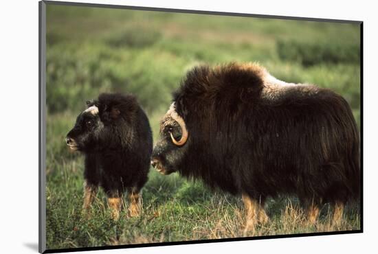 Musk Ox Bull Wildlife, Arctic National Wildlife Refuge, Alaska, USA-Hugh Rose-Mounted Photographic Print