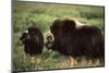 Musk Ox Bull Wildlife, Arctic National Wildlife Refuge, Alaska, USA-Hugh Rose-Mounted Photographic Print