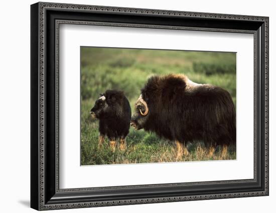 Musk Ox Bull Wildlife, Arctic National Wildlife Refuge, Alaska, USA-Hugh Rose-Framed Photographic Print