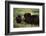 Musk Ox Bull Wildlife, Arctic National Wildlife Refuge, Alaska, USA-Hugh Rose-Framed Photographic Print