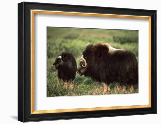 Musk Ox Bull Wildlife, Arctic National Wildlife Refuge, Alaska, USA-Hugh Rose-Framed Photographic Print