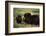 Musk Ox Bull Wildlife, Arctic National Wildlife Refuge, Alaska, USA-Hugh Rose-Framed Photographic Print