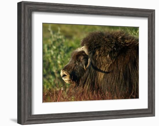 Musk Ox Bull-Charles Glover-Framed Giclee Print