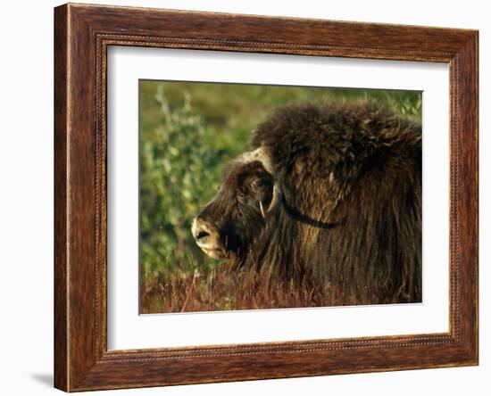 Musk Ox Bull-Charles Glover-Framed Giclee Print