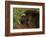 Musk Ox Bull-Charles Glover-Framed Giclee Print