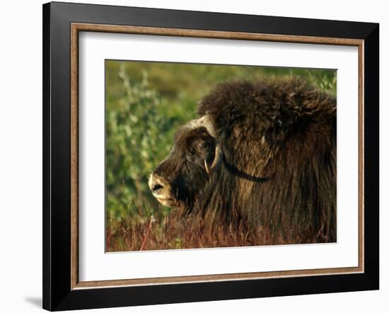 Musk Ox Bull-Charles Glover-Framed Giclee Print