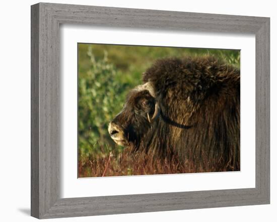 Musk Ox Bull-Charles Glover-Framed Giclee Print