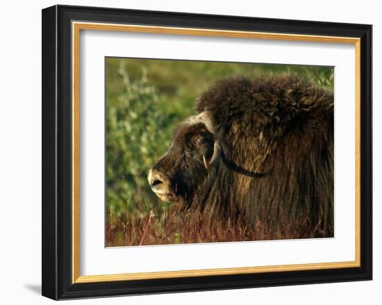 Musk Ox Bull-Charles Glover-Framed Giclee Print