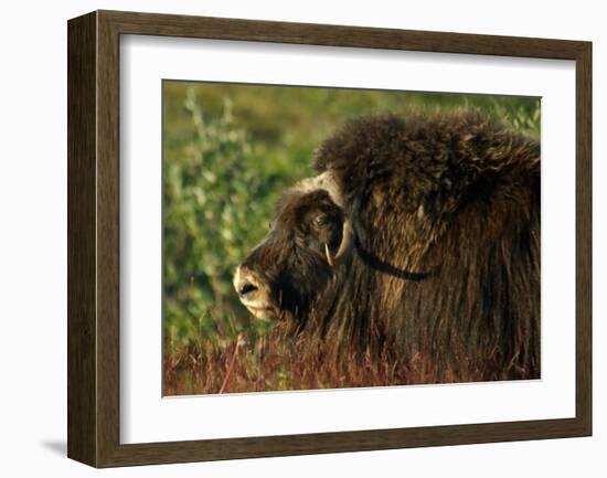 Musk Ox Bull-Charles Glover-Framed Giclee Print