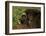 Musk Ox Bull-Charles Glover-Framed Giclee Print