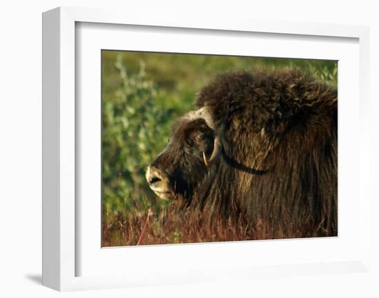 Musk Ox Bull-Charles Glover-Framed Giclee Print