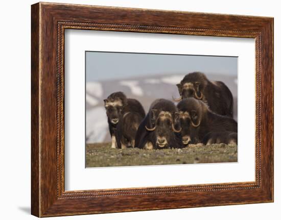 Musk Ox herd resting-Ken Archer-Framed Photographic Print